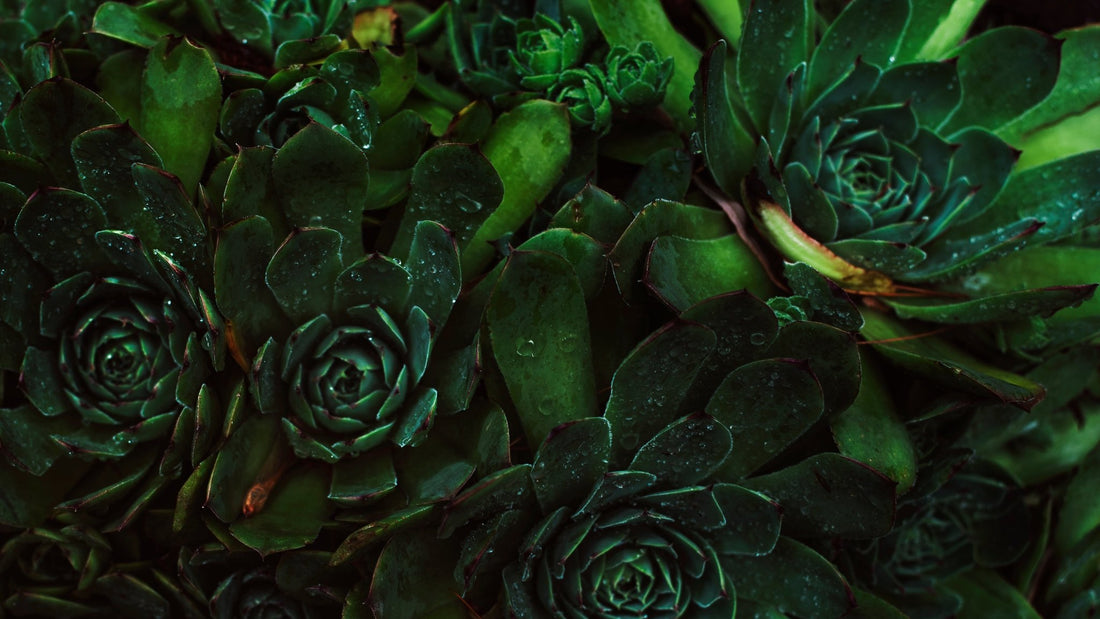 Topical Chlorophyll: Everything You Need to Know - Yen MD