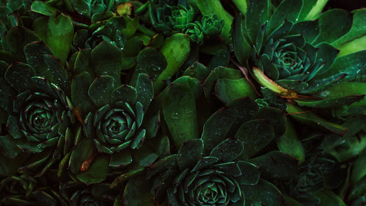 Topical Chlorophyll: Everything You Need to Know - Yen MD