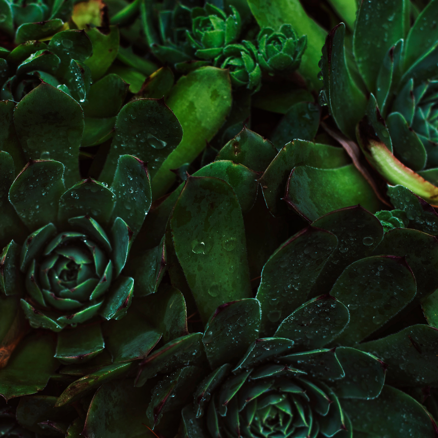 Yen MD | Phyto Serum